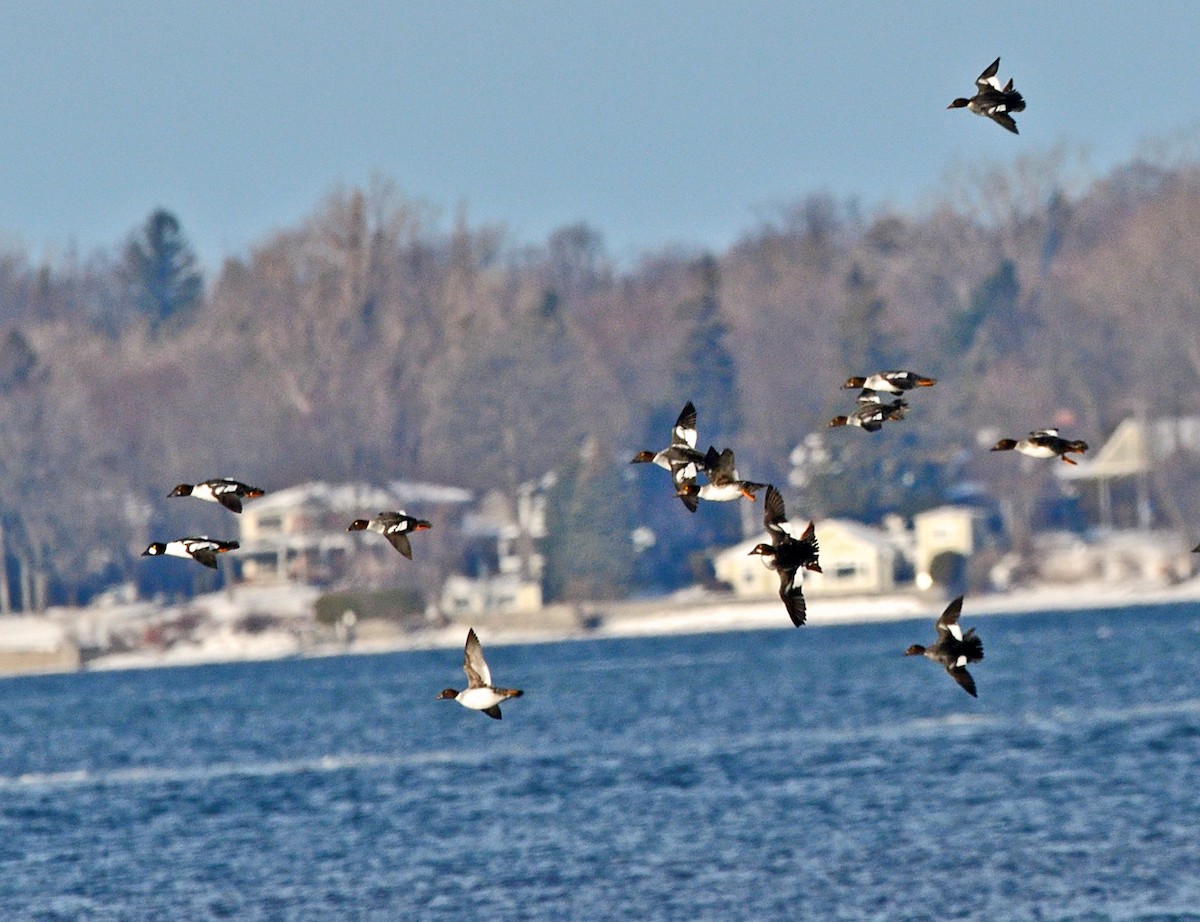 Common Goldeneye - ML647154670