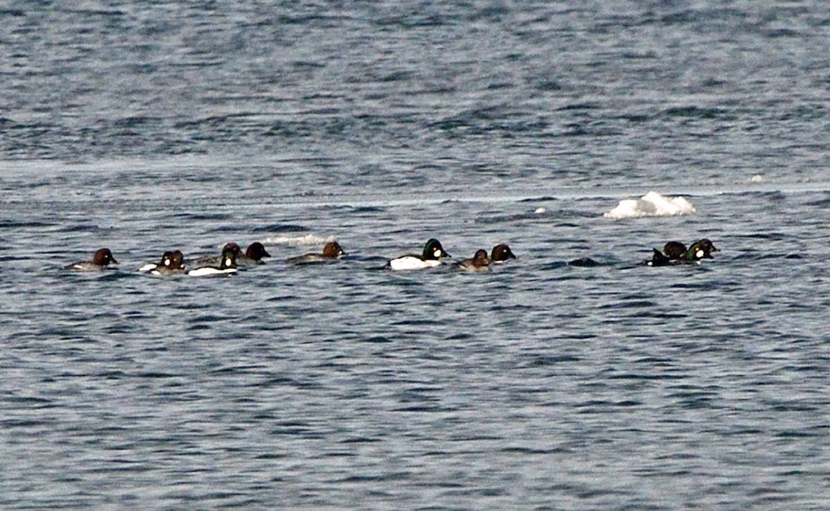 Common Goldeneye - ML647154671