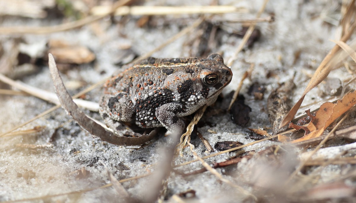 Oak Toad - ML647154672
