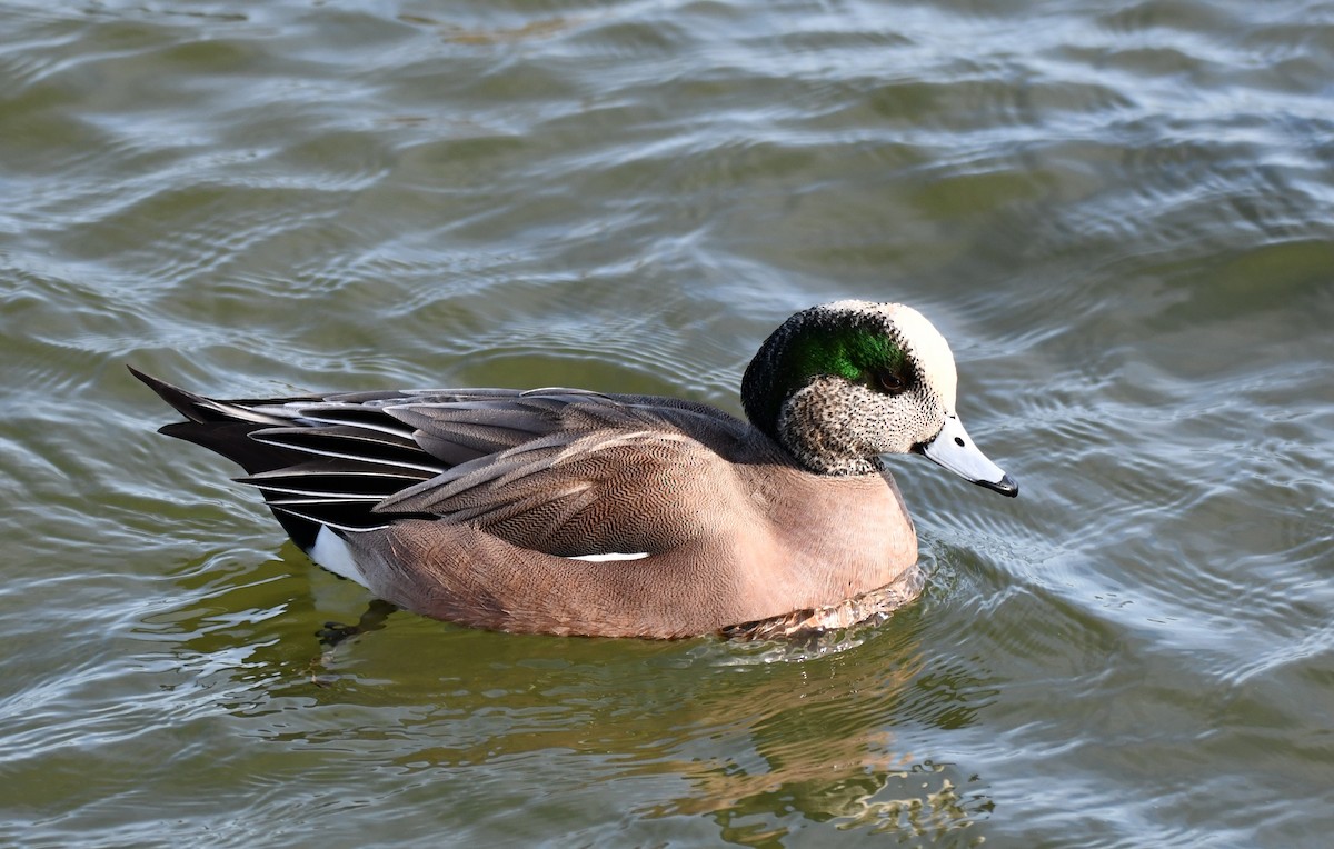 アメリカヒドリ - ML647154680