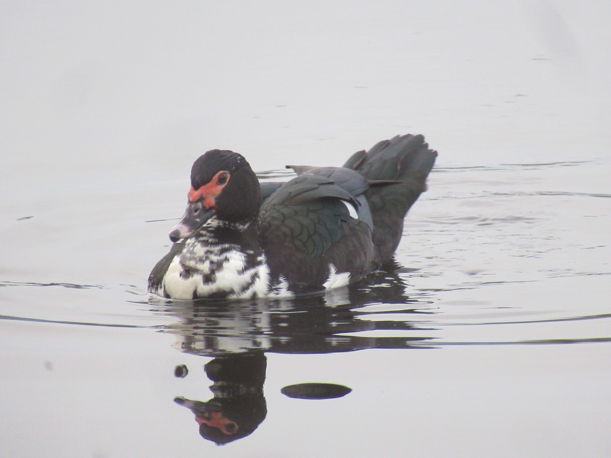 tanımsız ördek (Anatinae sp.) - ML647154687