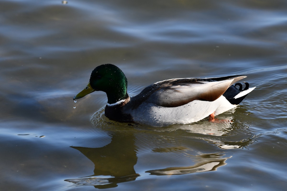 マガモ - ML647154701