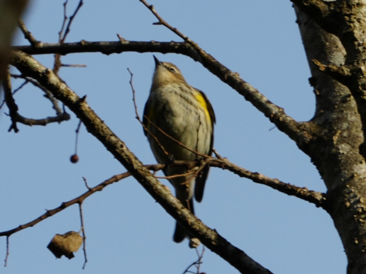 lesňáček žlutoskvrnný - ML647154704