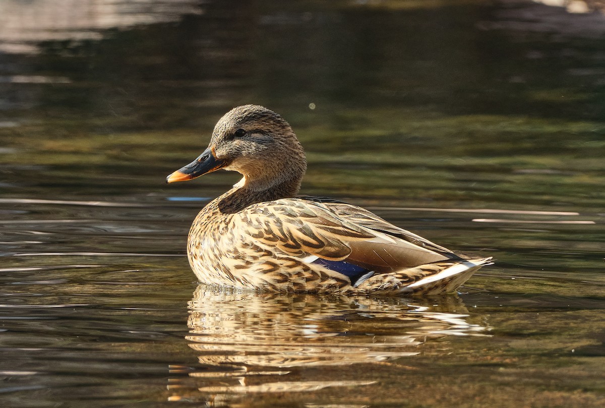 Mallard - ML647154707