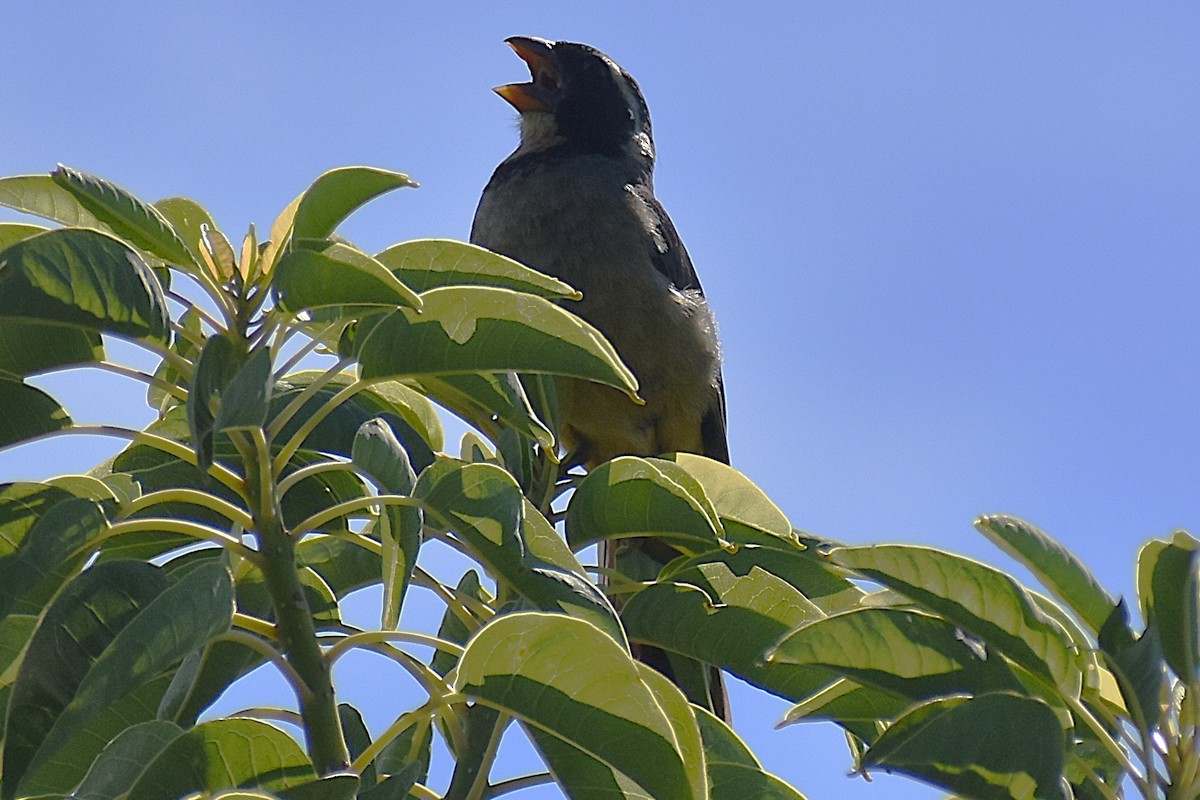 oransjenebbsaltator - ML647154711