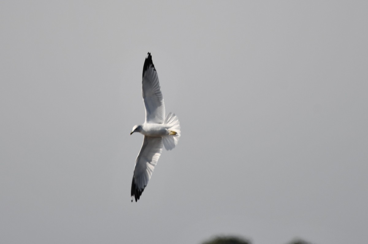 クロワカモメ - ML647154713