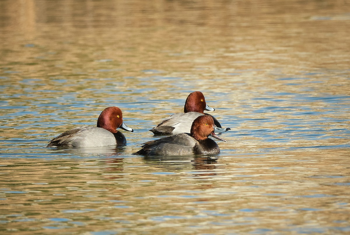 Redhead - ML647154716