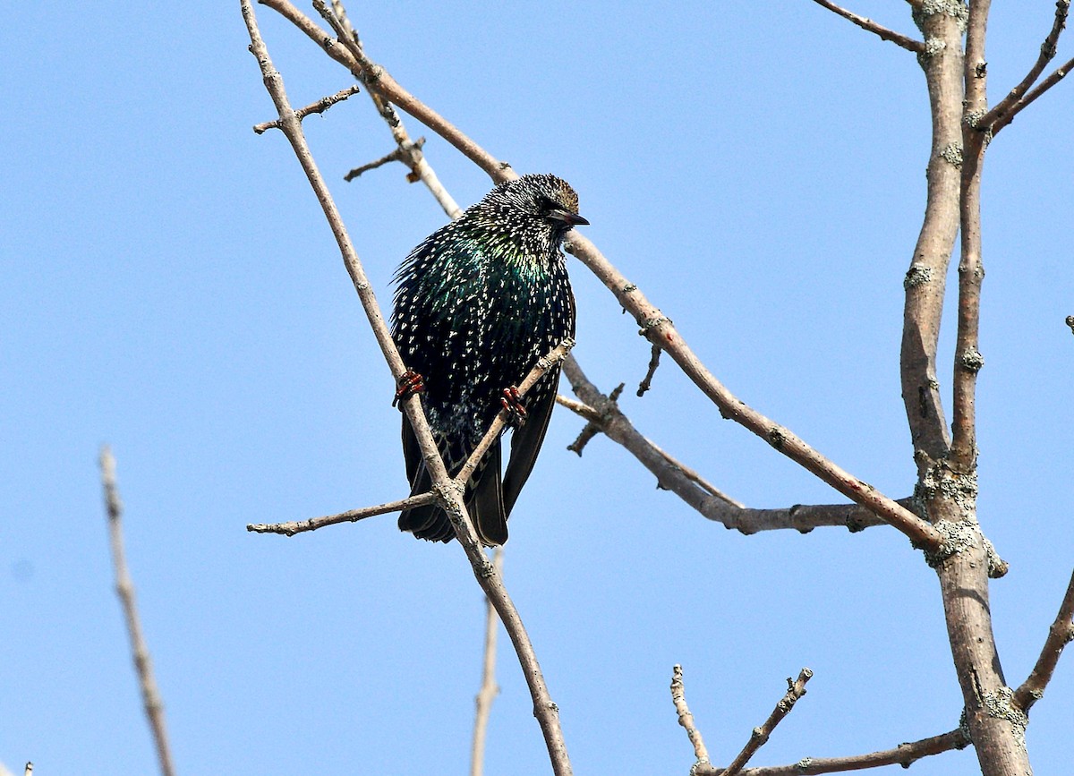 European Starling - ML647154717