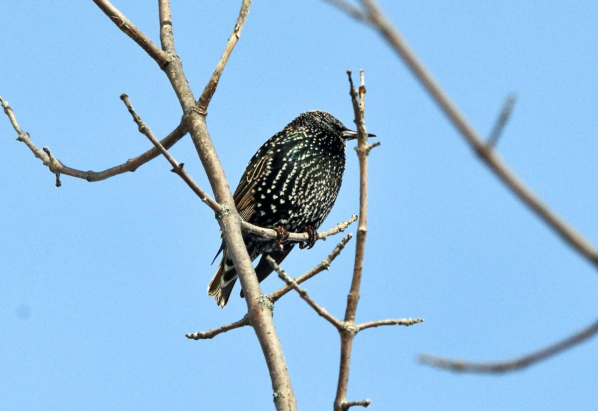 European Starling - ML647154718