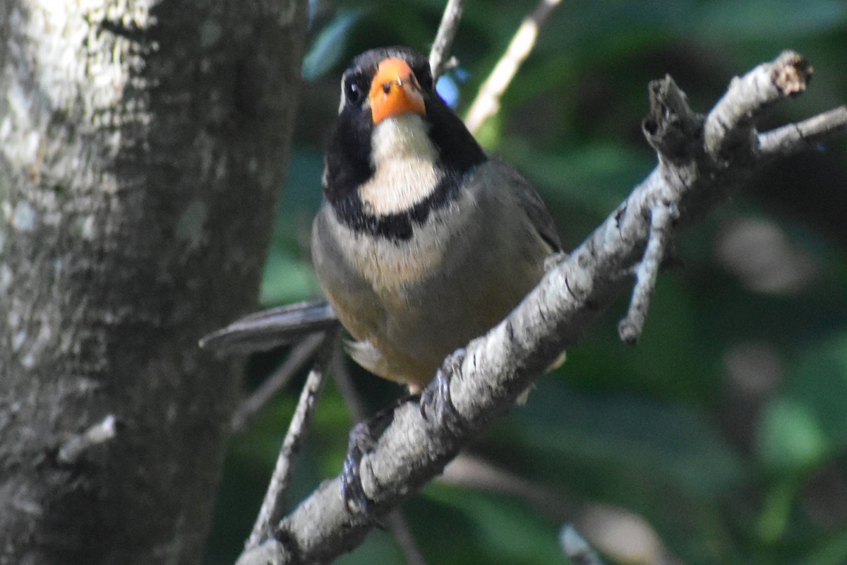 oransjenebbsaltator - ML647154728