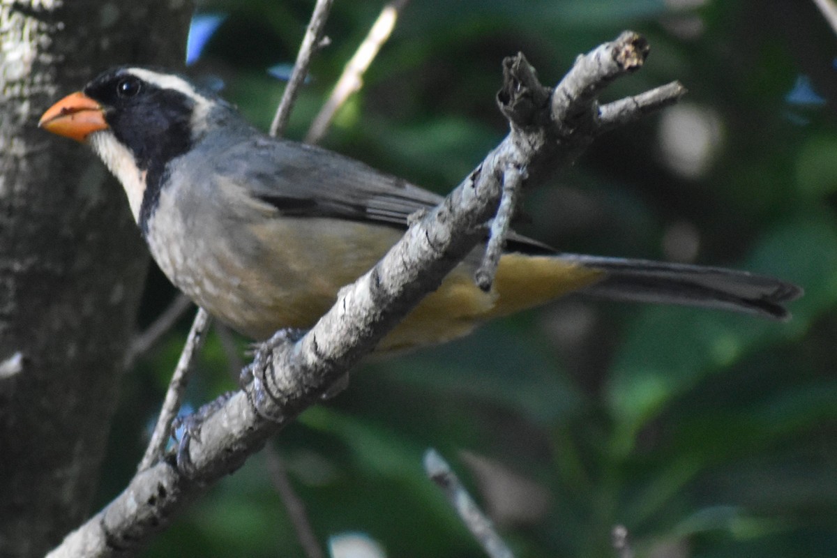 oransjenebbsaltator - ML647154729