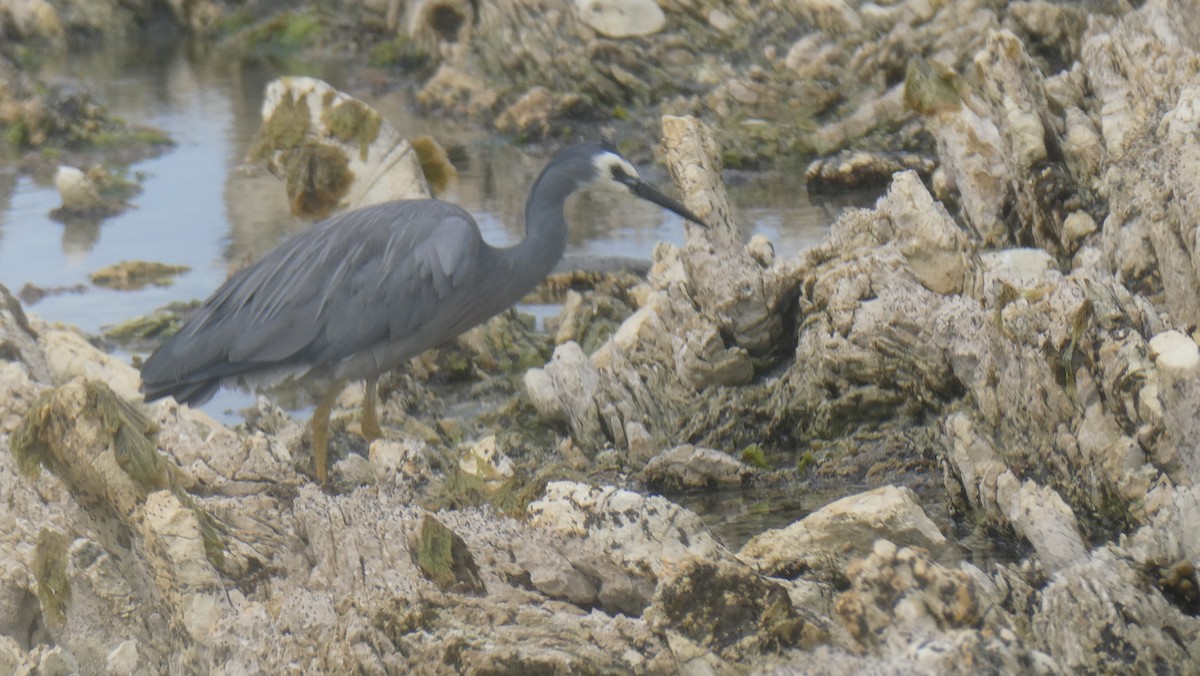 白臉鷺 - ML647154730