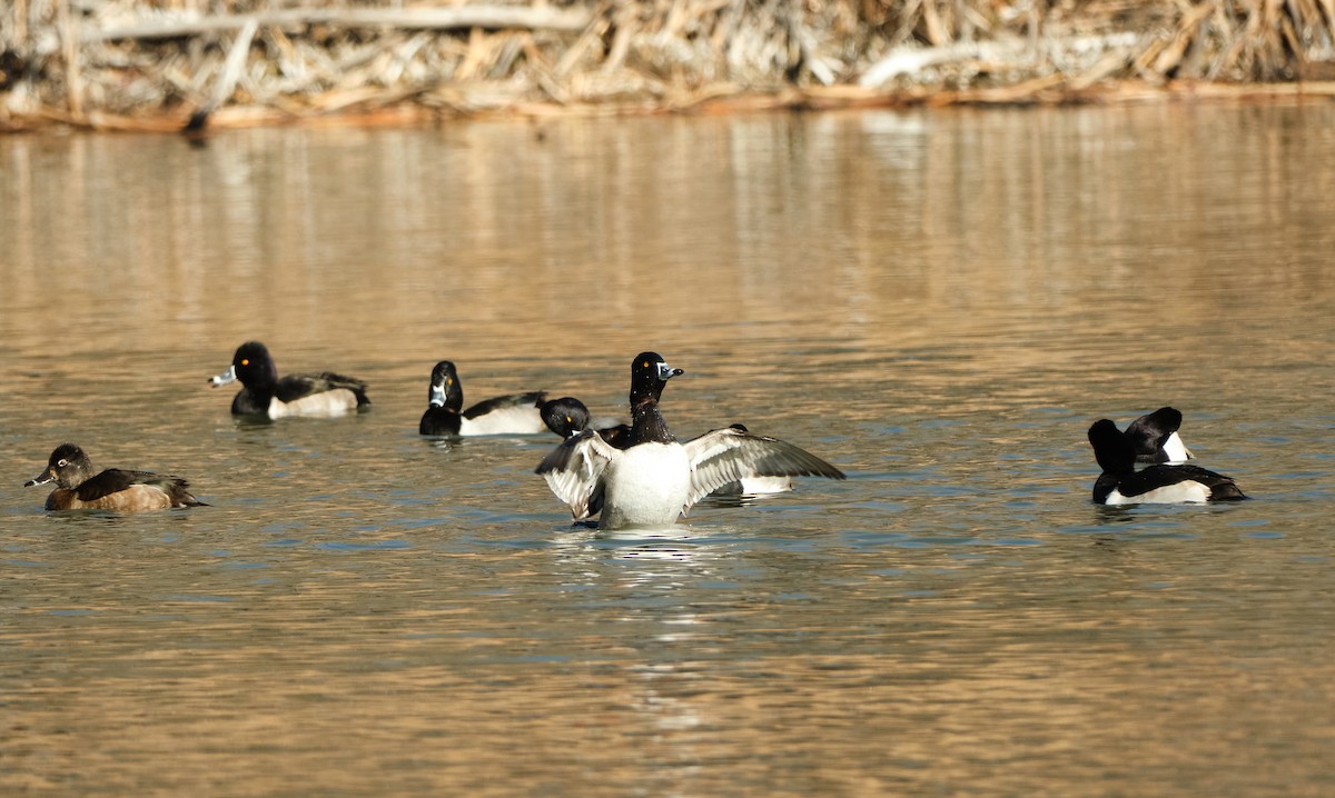 Ring-necked Duck - ML647154733