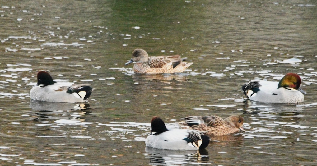 Качка далекосхідна - ML647154746