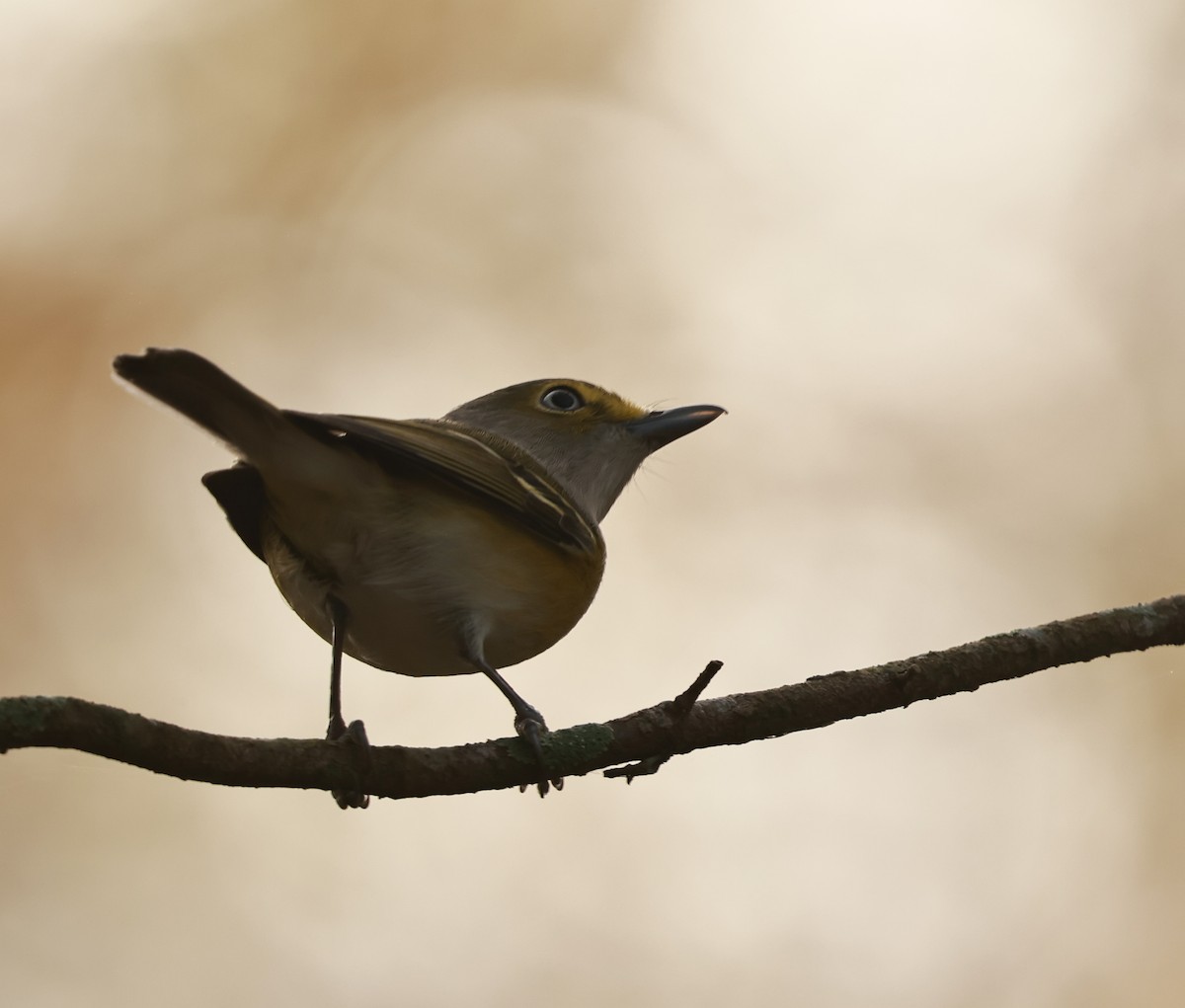 ויראו לבן-עין - ML647154747