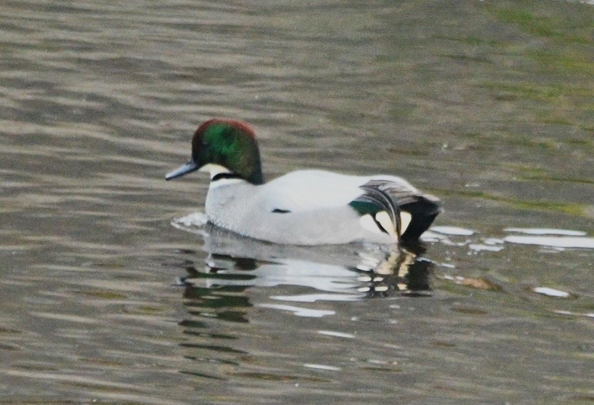 Качка далекосхідна - ML647154748