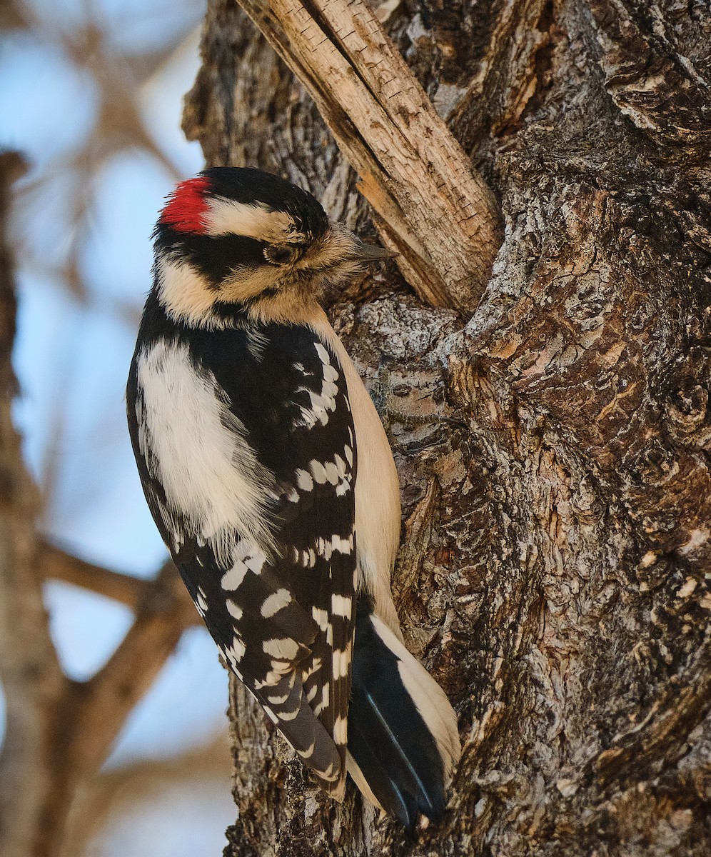 Downy Woodpecker - ML647154749
