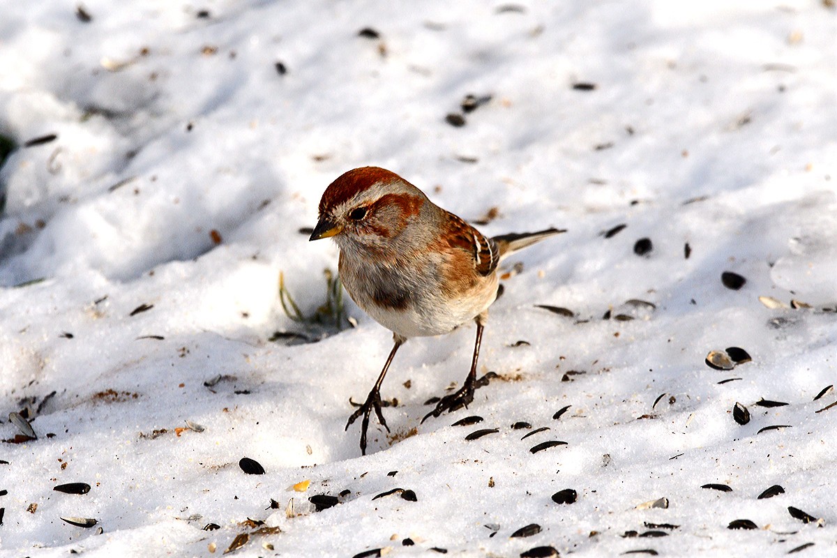 American Tree Sparrow - ML647154754