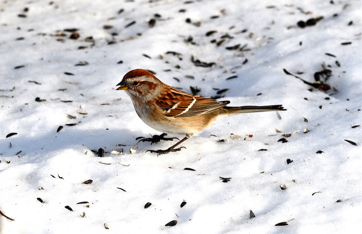 American Tree Sparrow - ML647154755