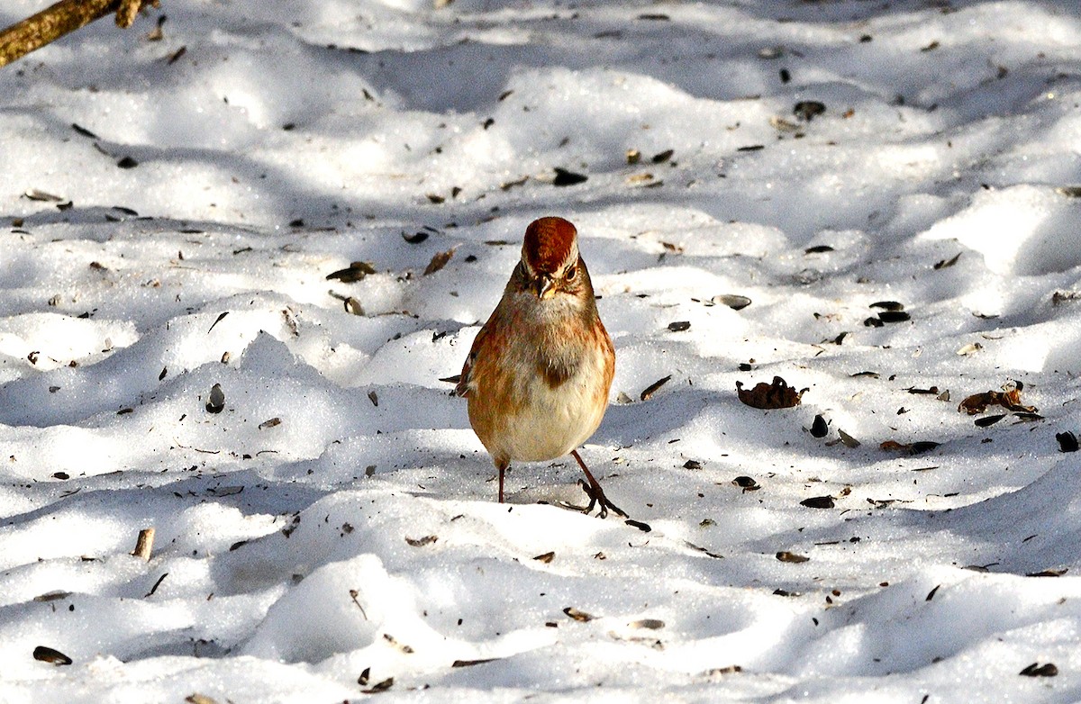 American Tree Sparrow - ML647154756