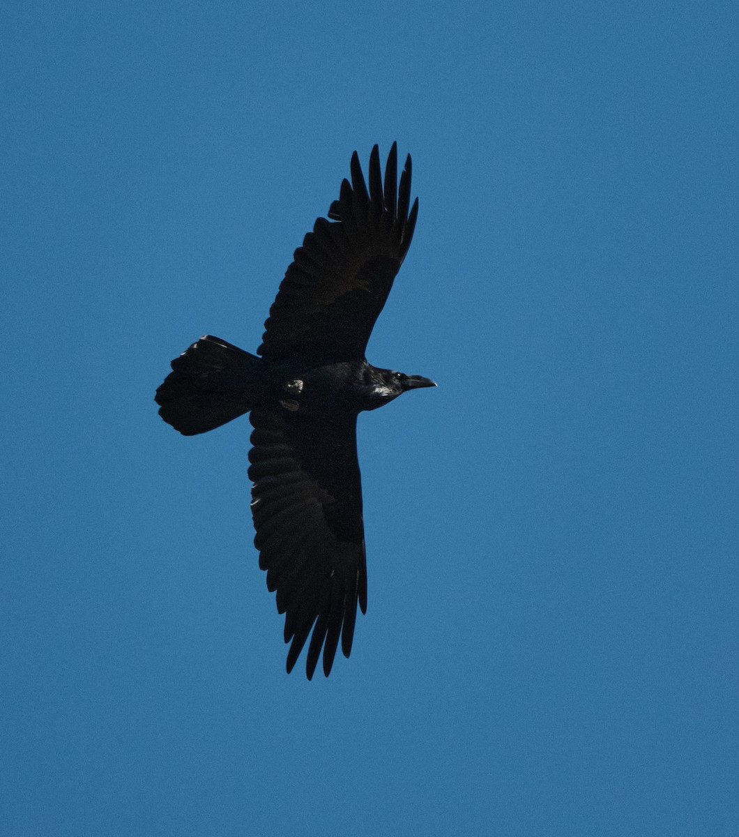 Хон хэрээ - ML647154757