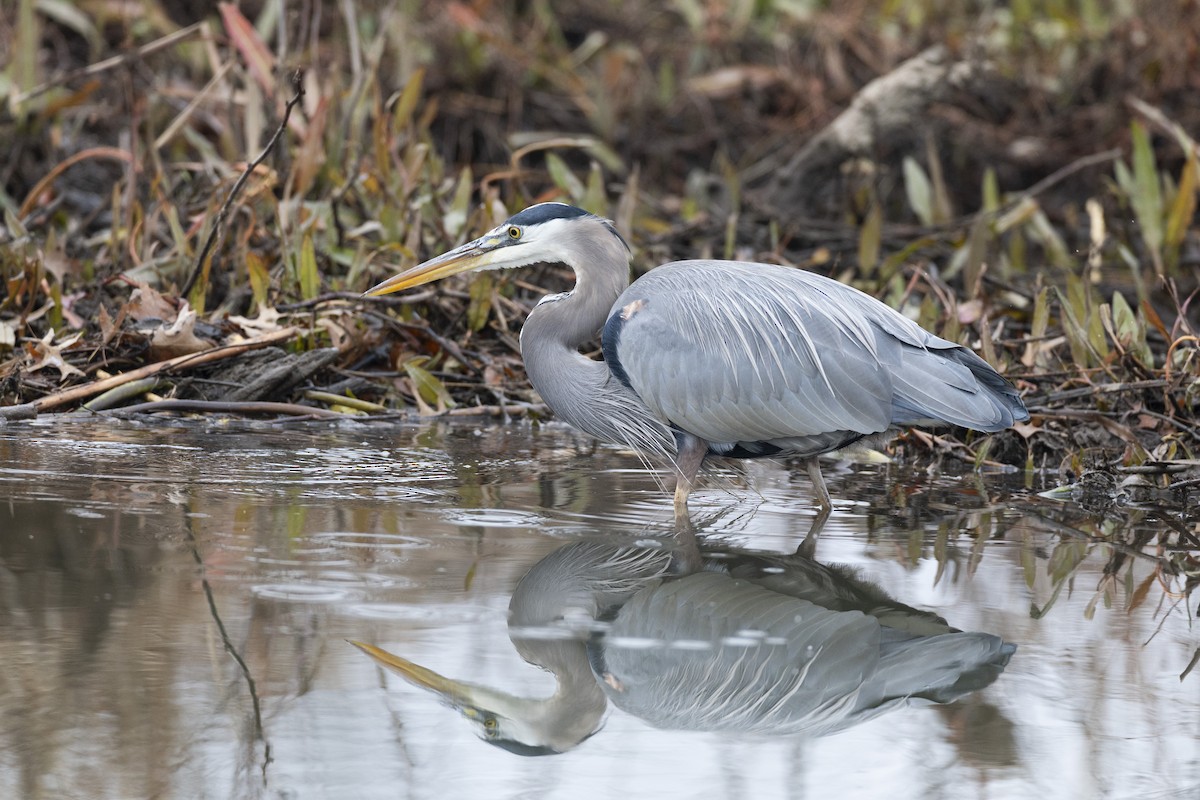 Great Blue Heron (Great Blue) - ML647154758