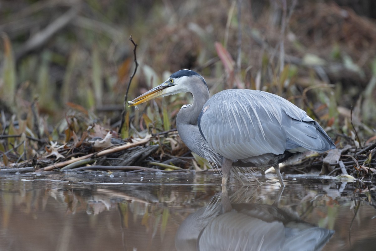 Great Blue Heron (Great Blue) - ML647154759