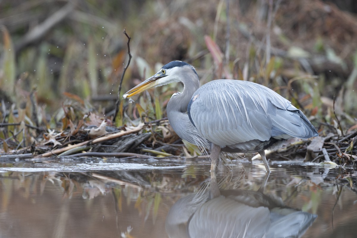 Great Blue Heron (Great Blue) - ML647154760
