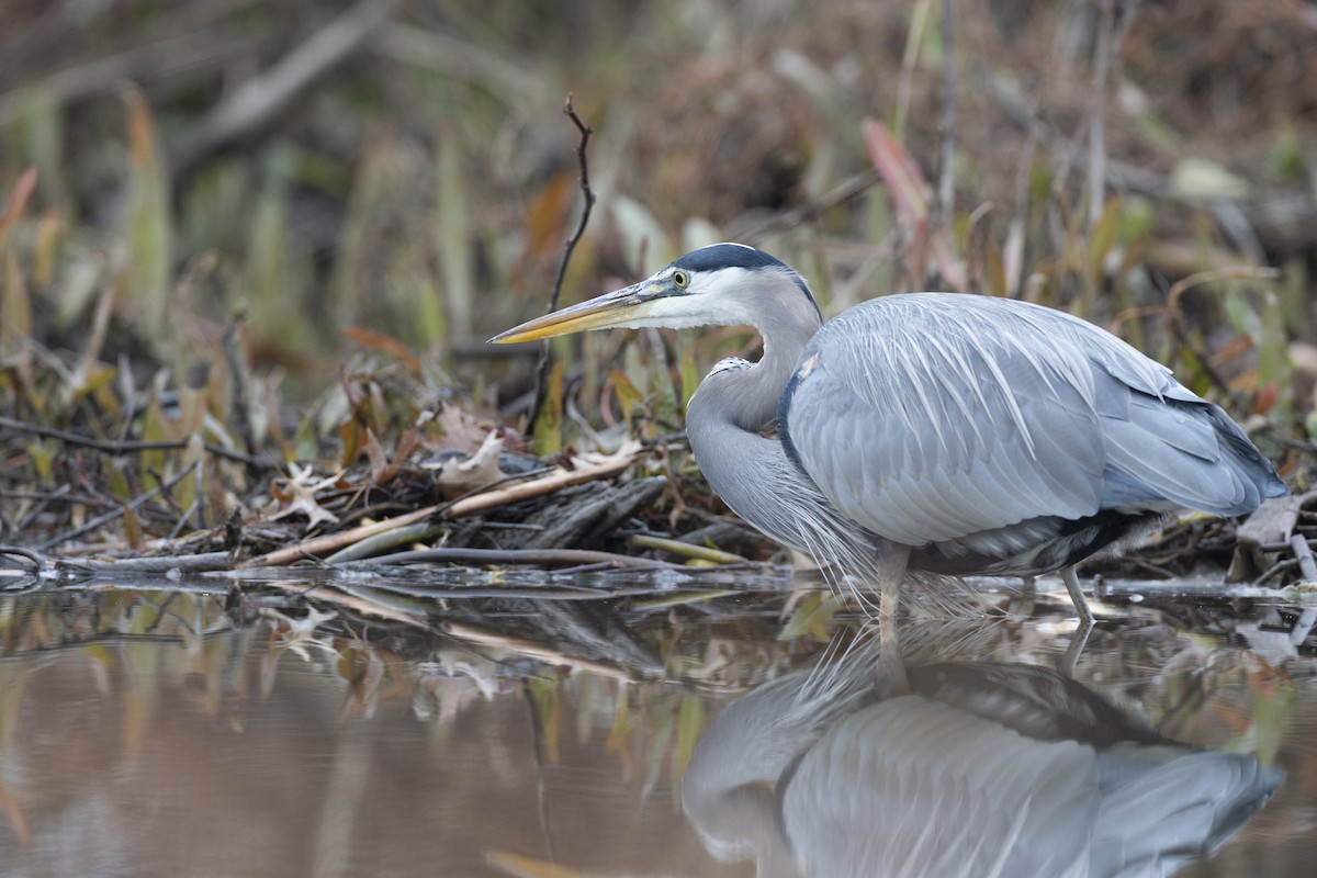 Great Blue Heron (Great Blue) - ML647154761