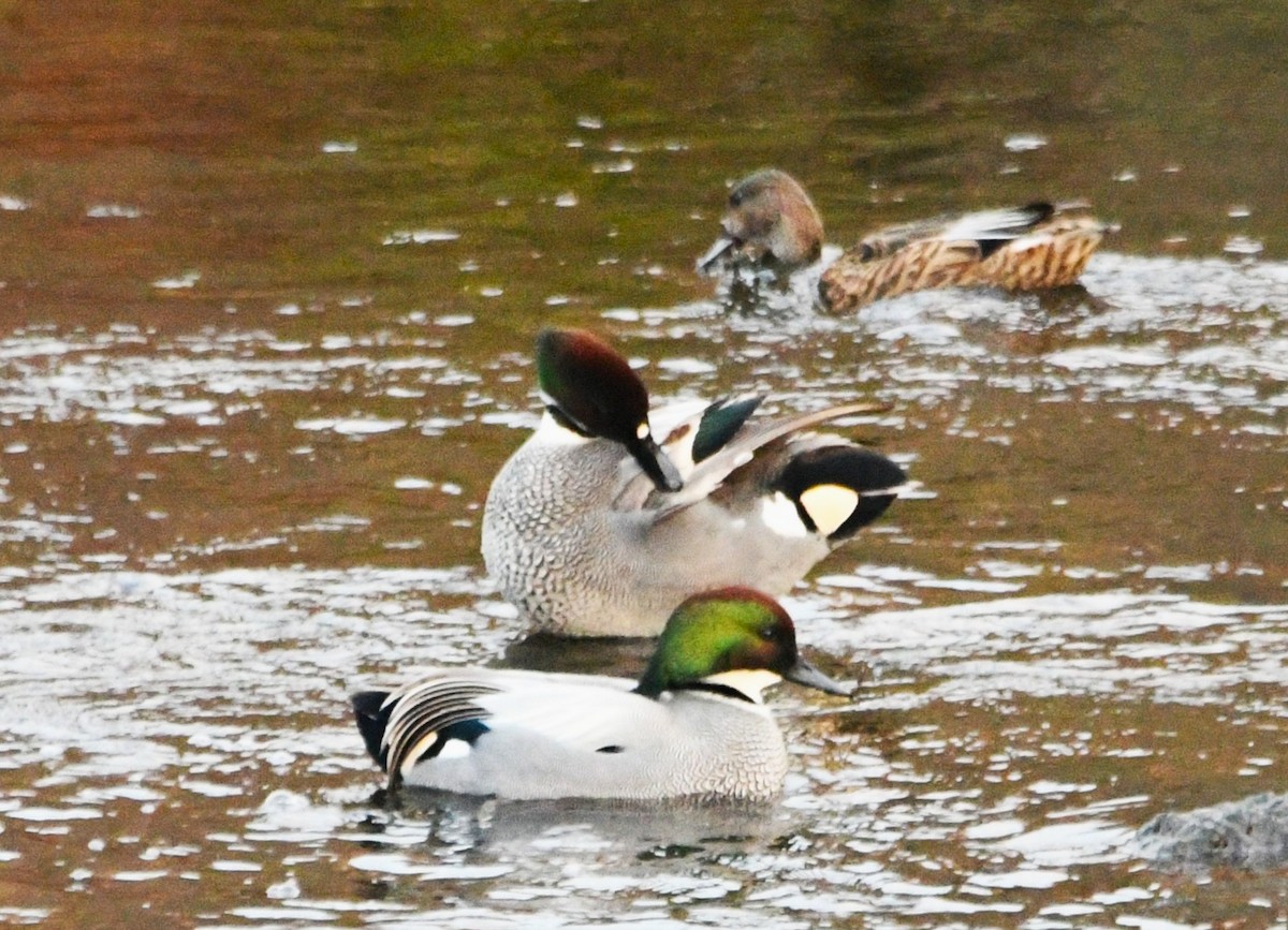 Качка далекосхідна - ML647154764