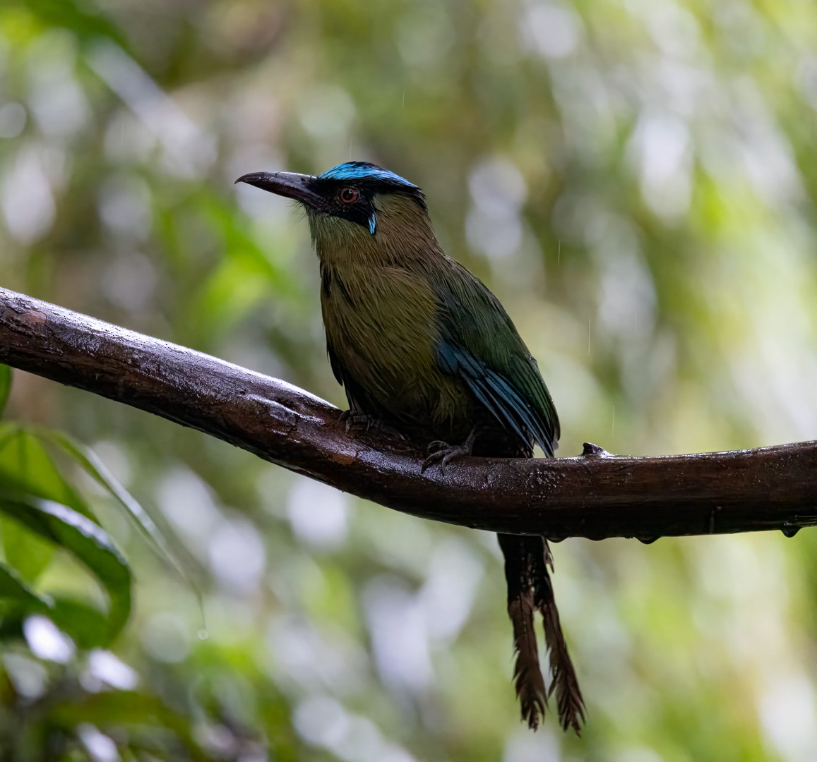 Andean Motmot - ML647154766