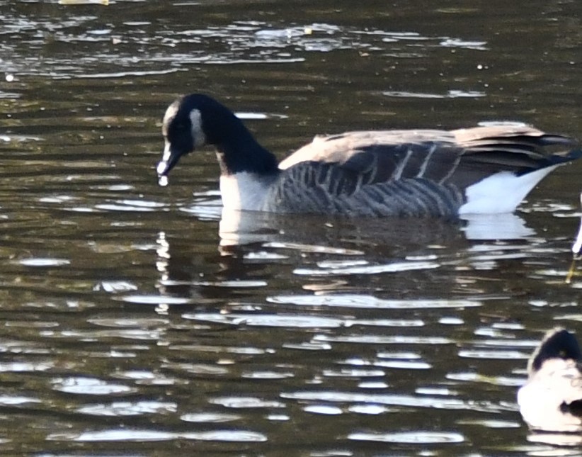 シジュウカラガン - ML647154771