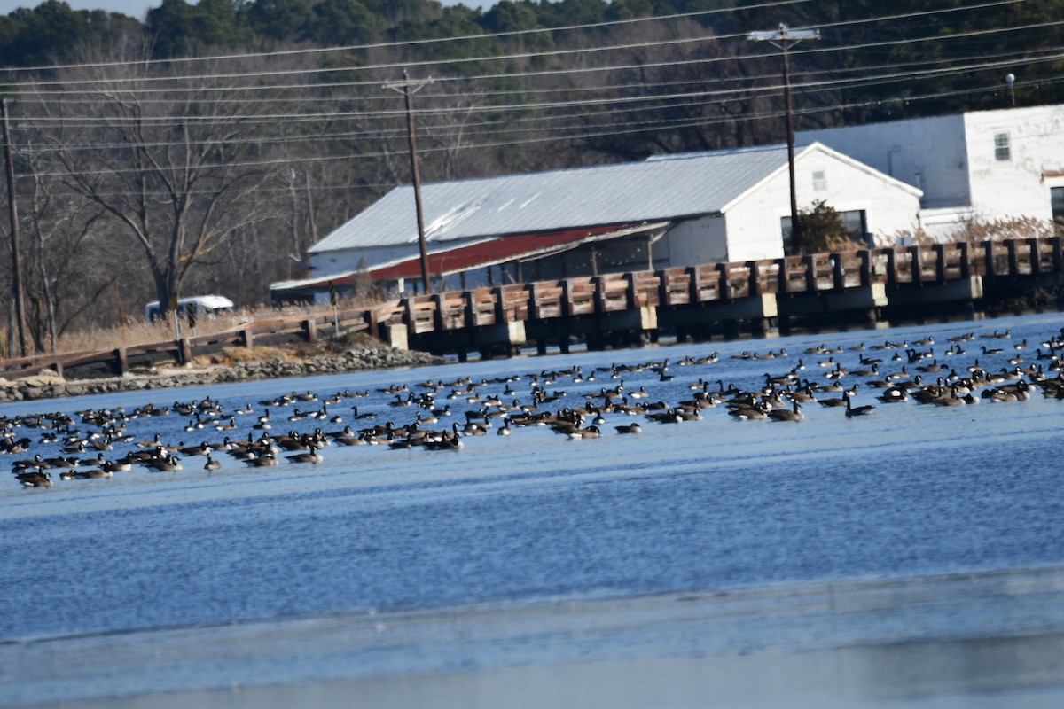 カナダガン - ML647154785