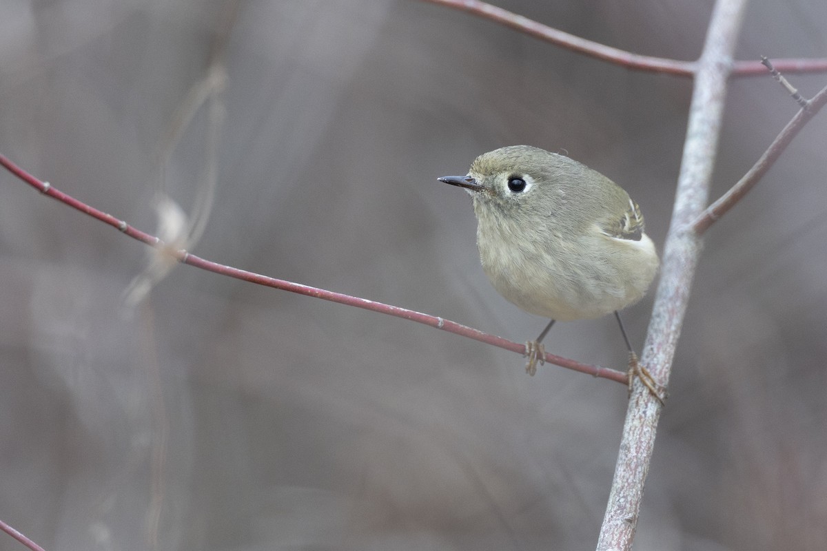 rubinfuglekonge - ML647154789