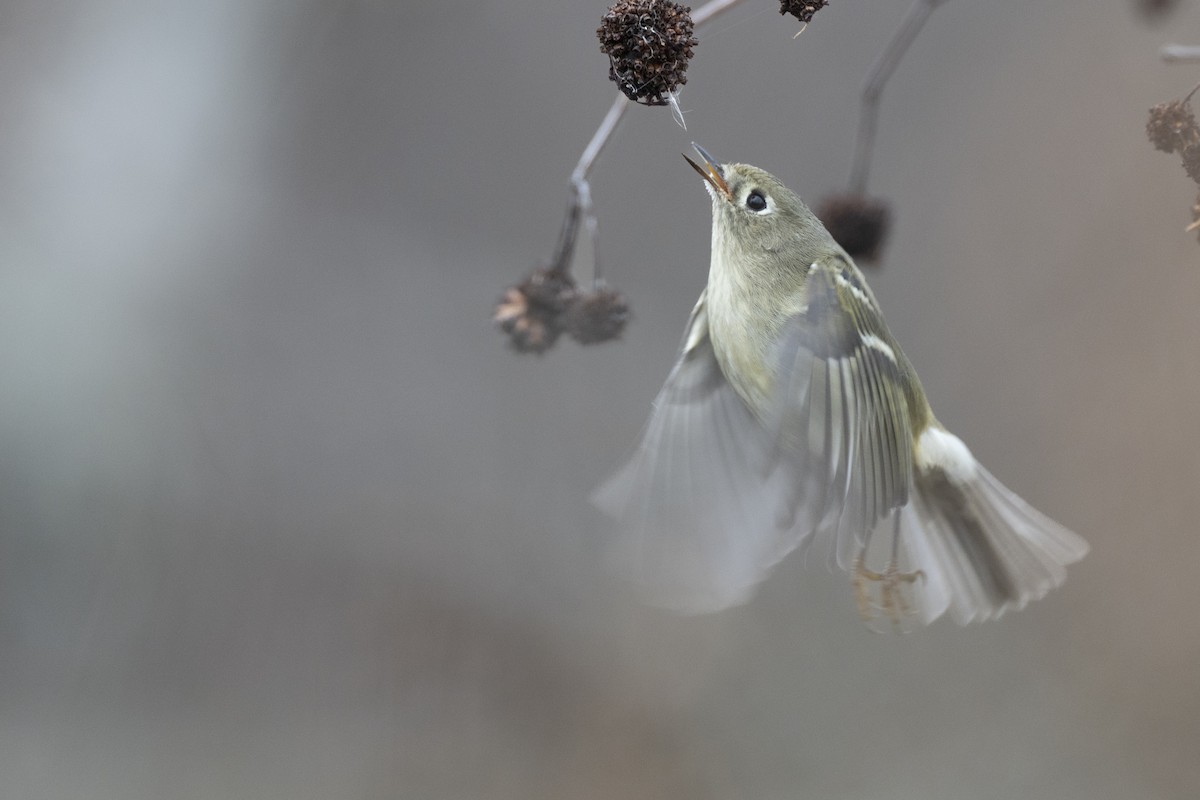 rubinfuglekonge - ML647154791