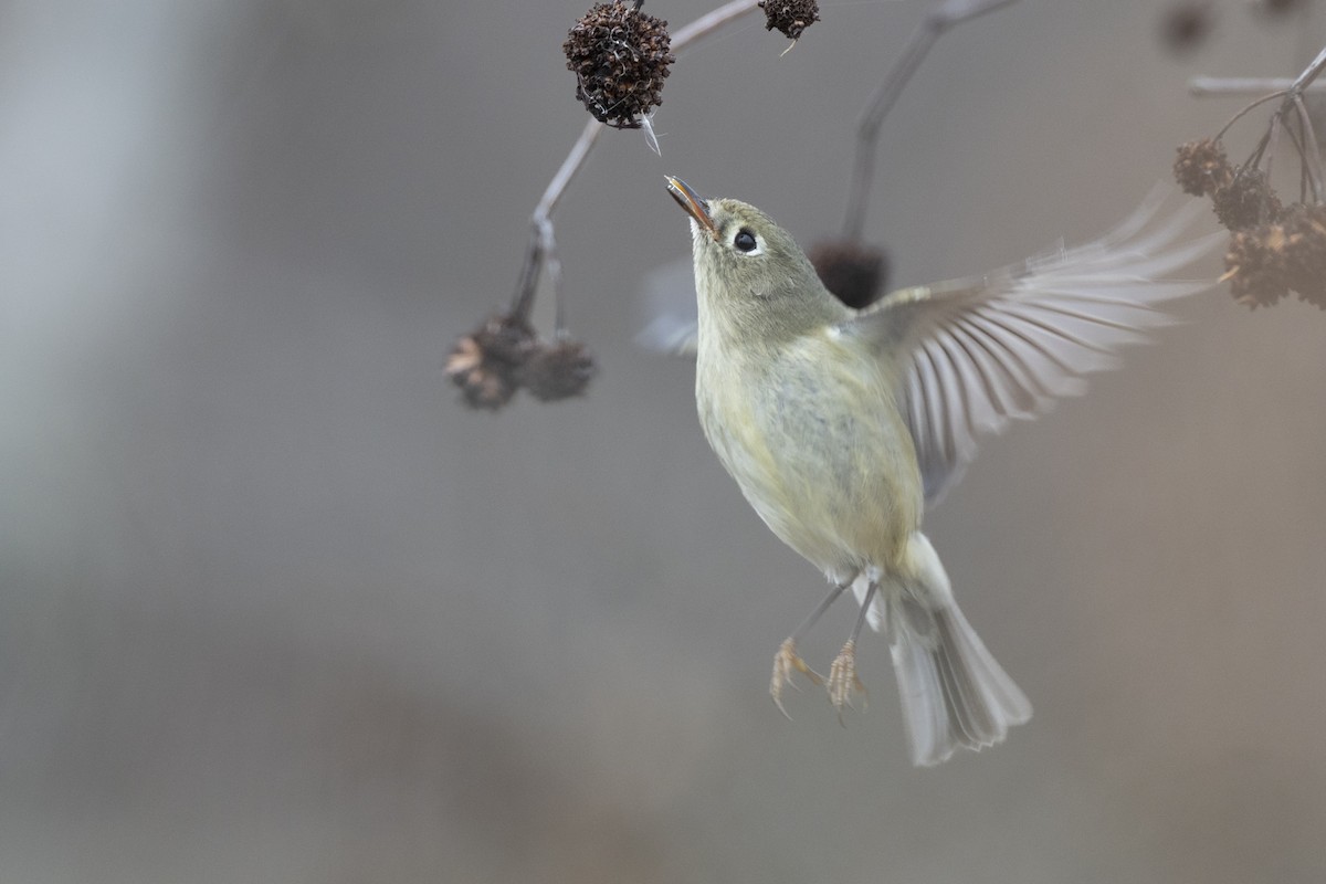 rubinfuglekonge - ML647154792