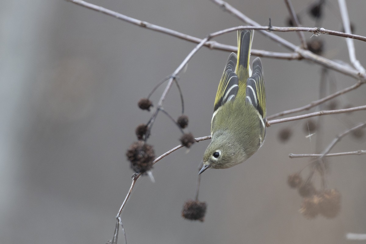 rubinfuglekonge - ML647154793