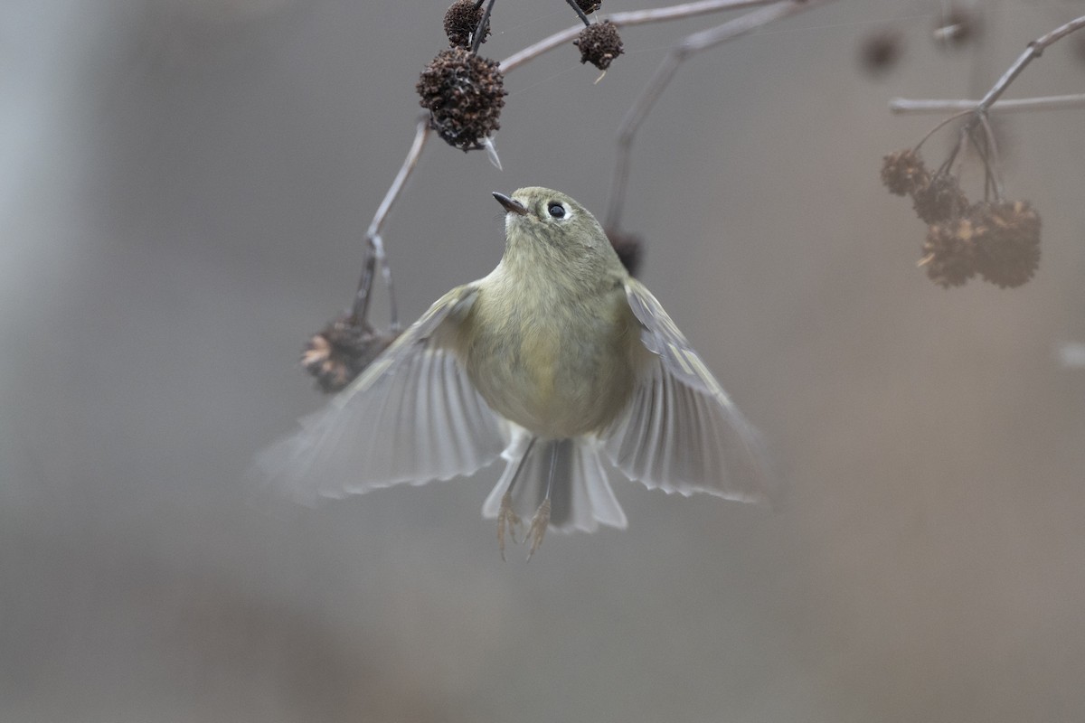 rubinfuglekonge - ML647154794