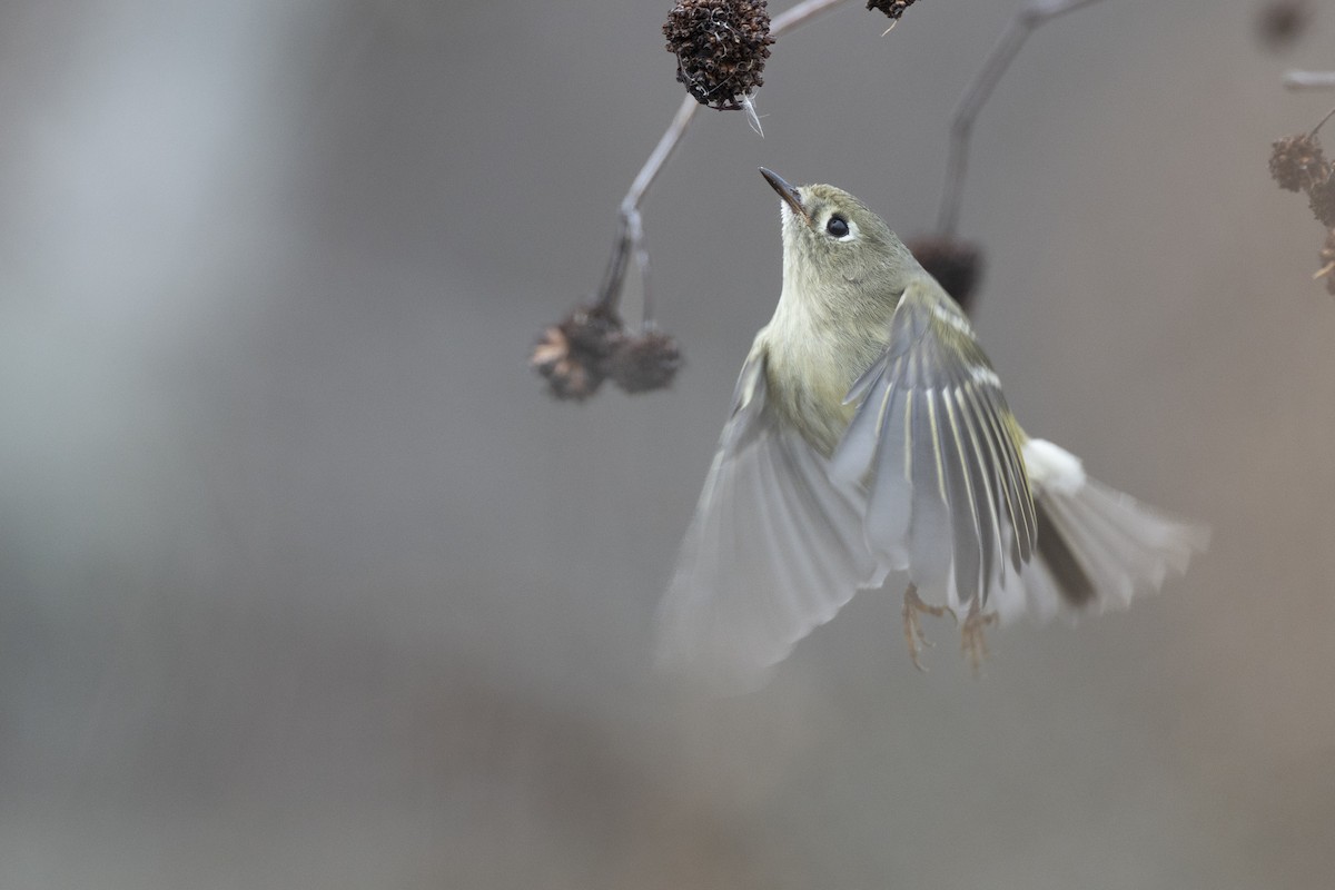 rubinfuglekonge - ML647154795