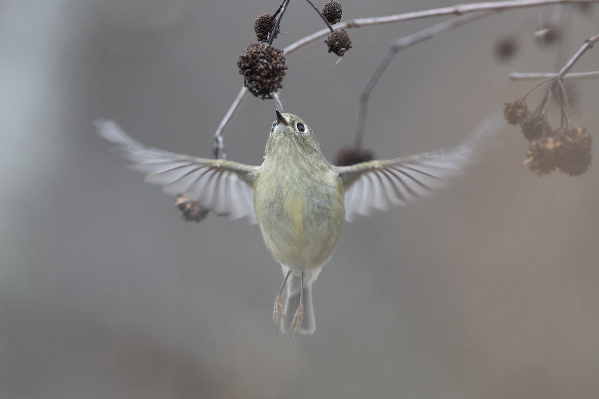 rubinfuglekonge - ML647154796