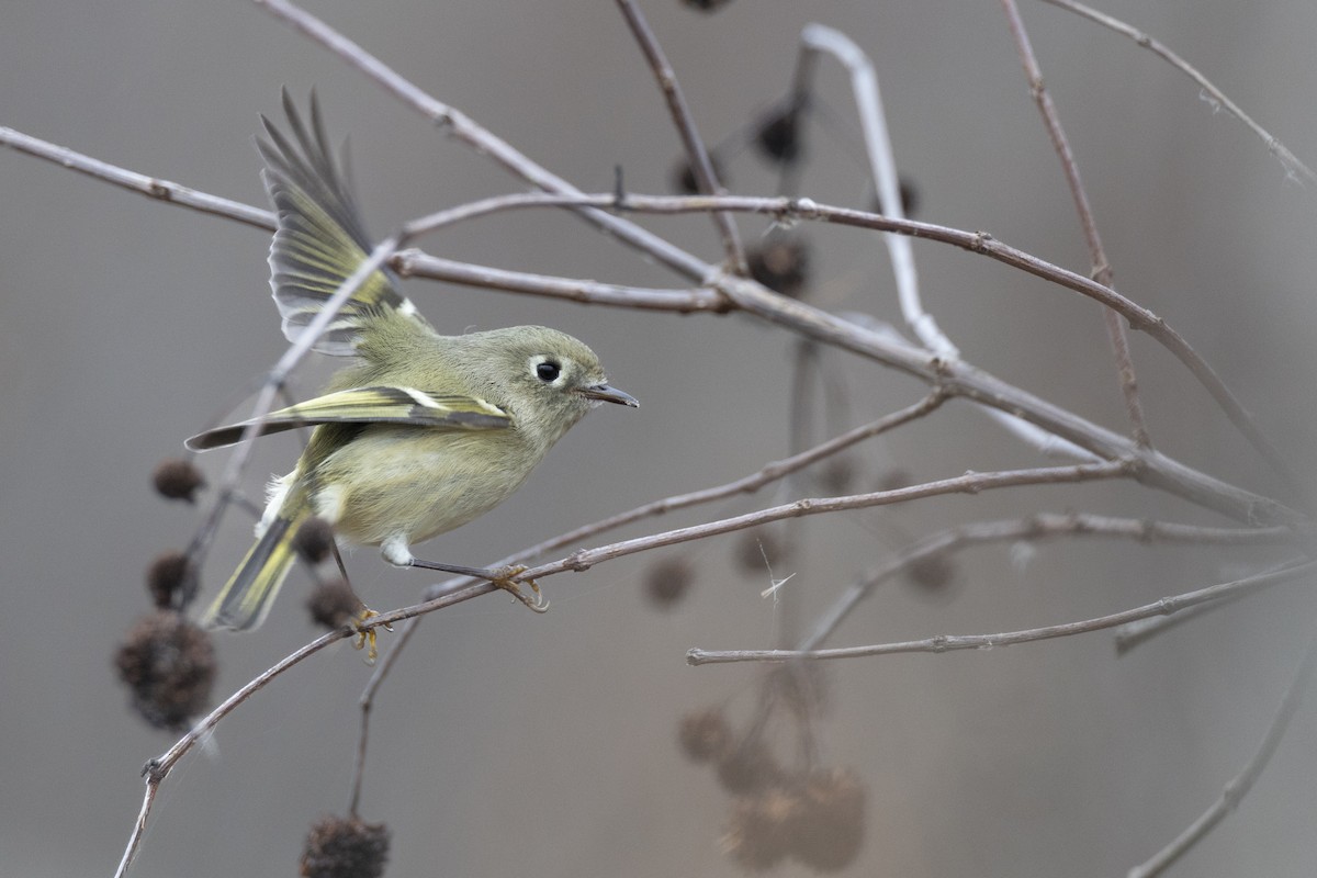 rubinfuglekonge - ML647154797