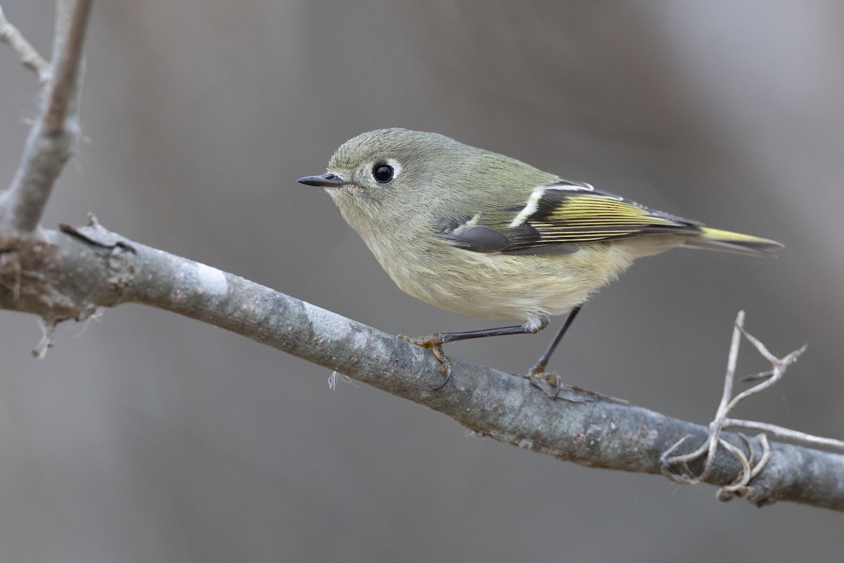 rubinfuglekonge - ML647154798