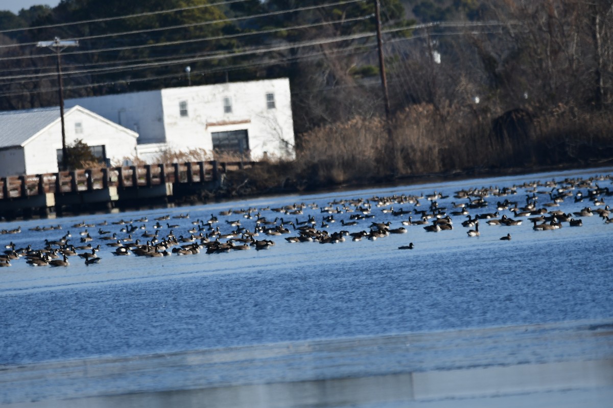 カナダガン - ML647154803