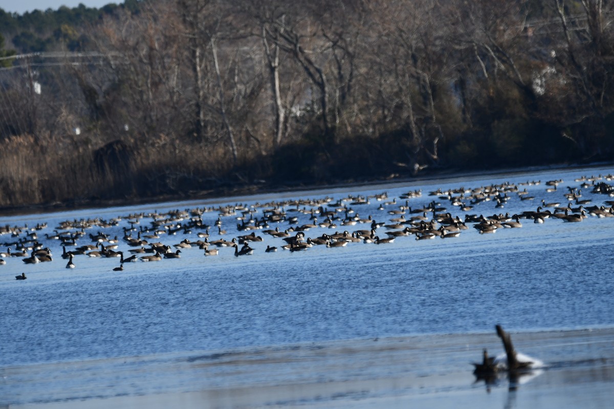 カナダガン - ML647154807