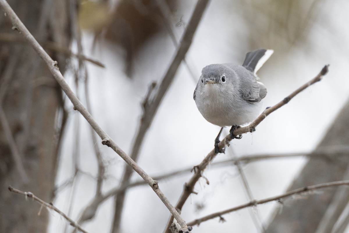 Blue-gray Gnatcatcher (Eastern) - ML647154811