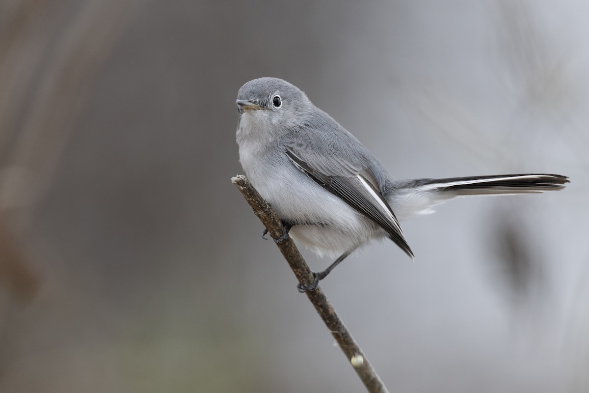 Blue-gray Gnatcatcher (Eastern) - ML647154812