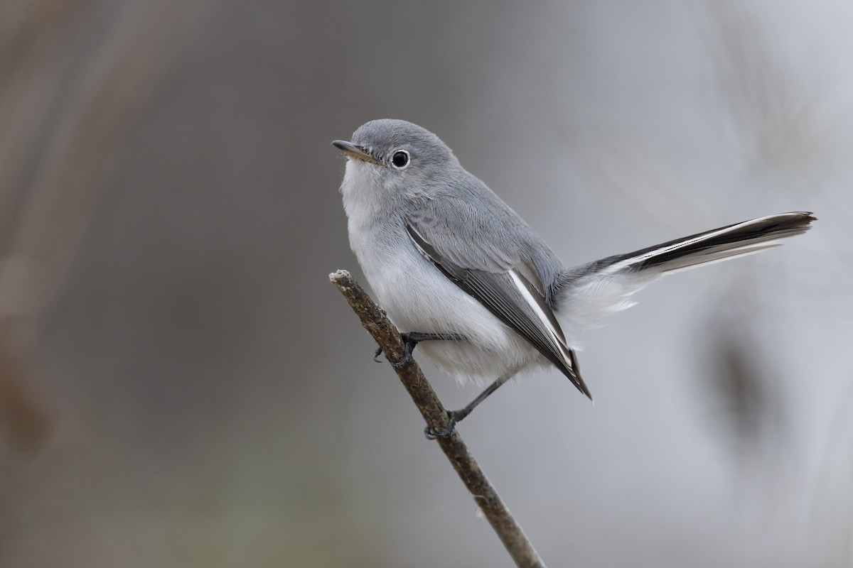 Blue-gray Gnatcatcher (Eastern) - ML647154813