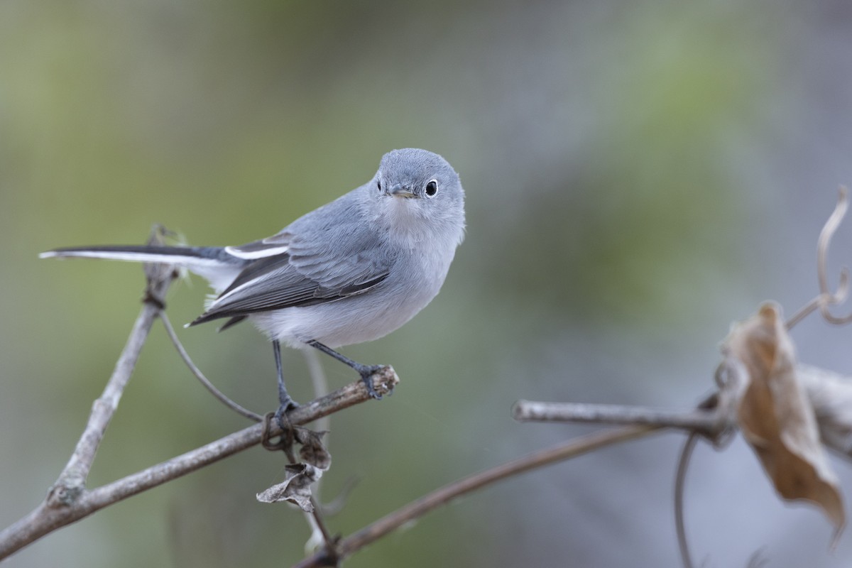 Blue-gray Gnatcatcher (Eastern) - ML647154814