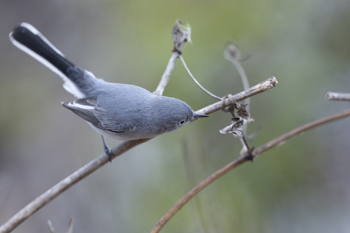 Blue-gray Gnatcatcher (Eastern) - ML647154816