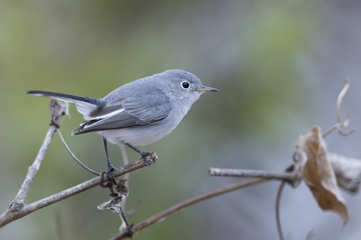 Blue-gray Gnatcatcher (Eastern) - ML647154817
